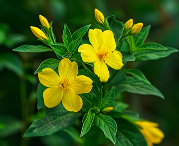 Damiana Extract