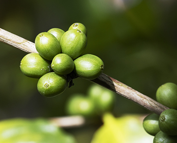 Green Coffee Extract