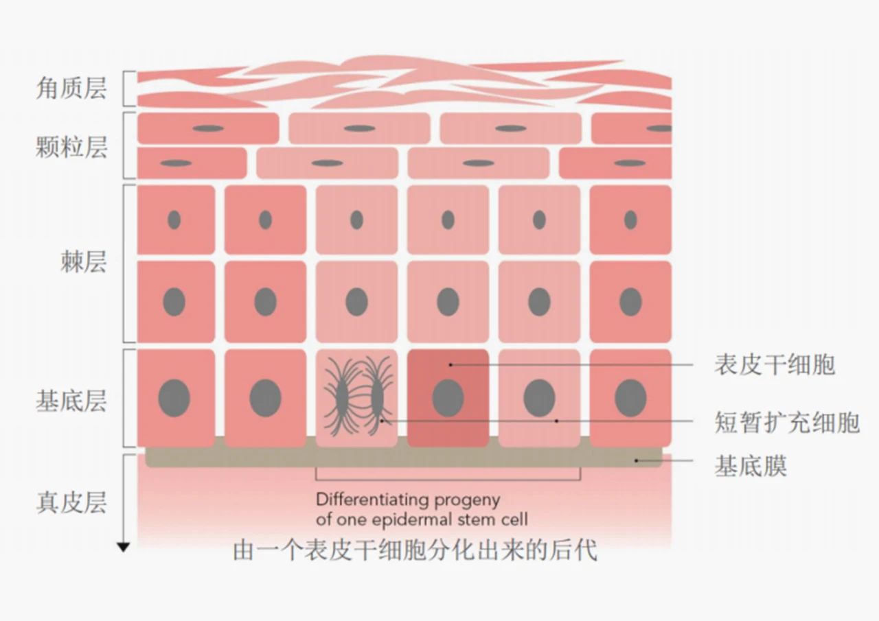 盘点诚一多向抗衰成分，全面开启口服抗衰赛道新解法！(图5)