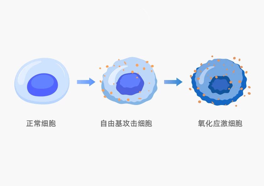 盘点诚一多向抗衰成分，全面开启口服抗衰赛道新解法！(图9)