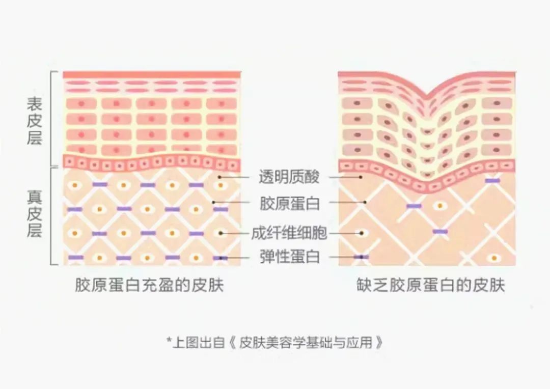 盘点诚一多向抗衰成分，全面开启口服抗衰赛道新解法！(图8)