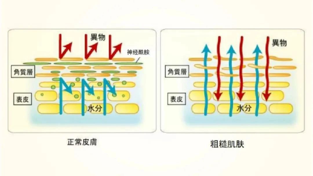 畅销全球保湿成份，再现透明质酸式增长规模！(图5)